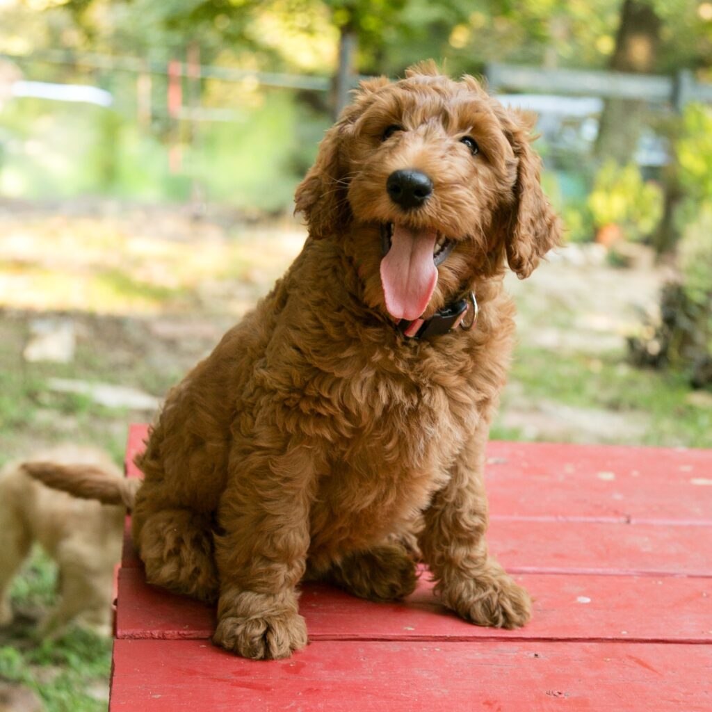 Winnie - red goldendoodle for sale