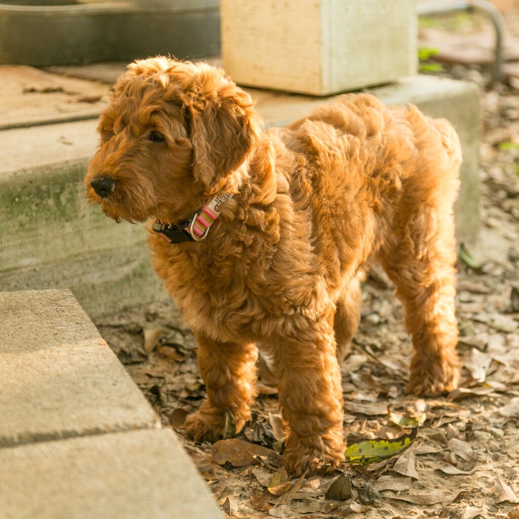 Winnie - red goldendoodle puppy