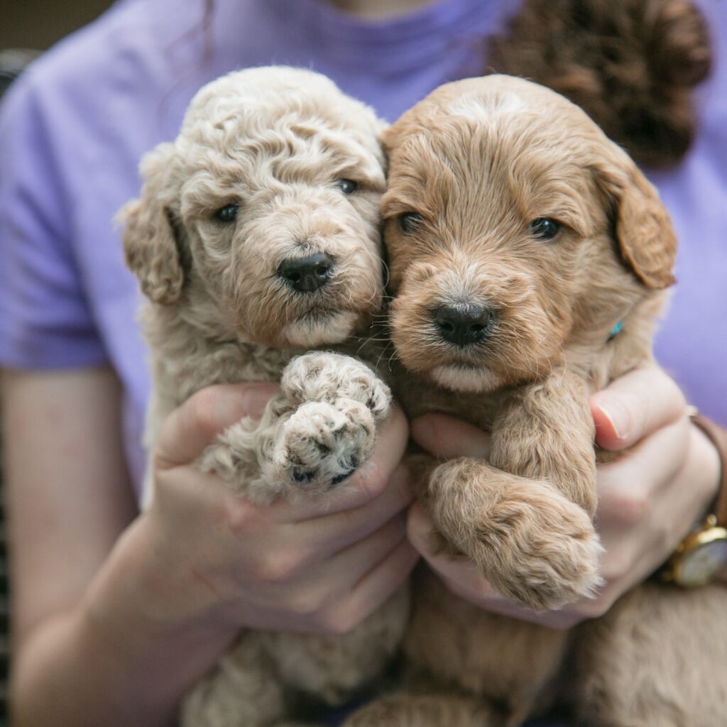 goldendoodle puppies available to adopt