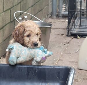 This goldendoodle pup loves stuffies