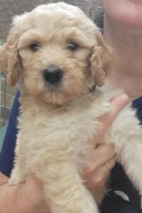 Cream goldendoodle puppy