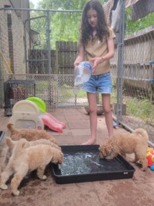Introducing water play to goldendoodles