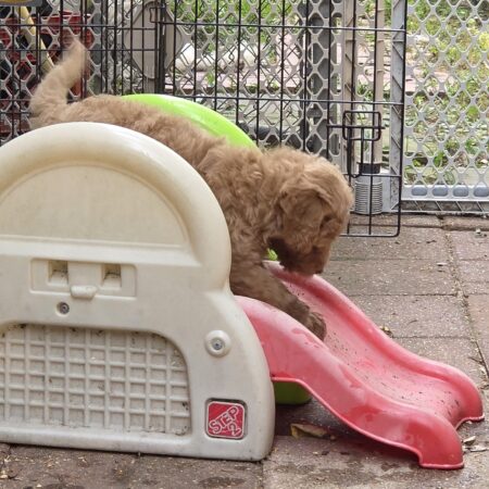 Playtime with Goldendoodle Puppies