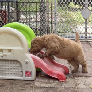playtime with goldendoodle puppies