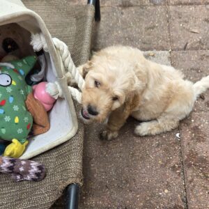 Cream Goldendoodle pup