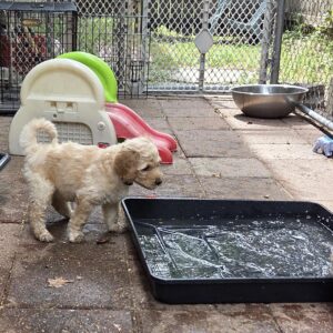 goldendoodle puppy water play