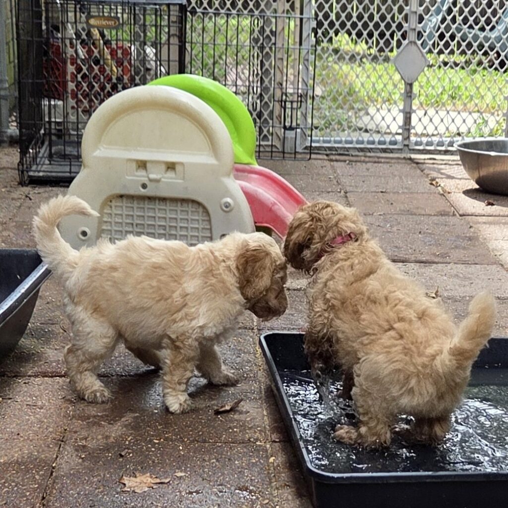 Water play with goldendoodles - socialization