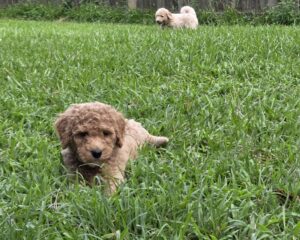meet our goldendoodle puppies now