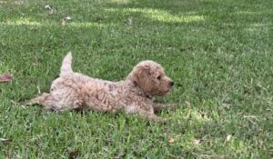 Goldendoodle Puppy Playtime