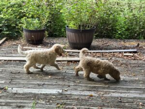 Life is a dream with a goldendoodle by your side
