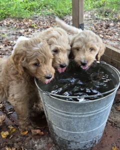 water break with the goldendoodles