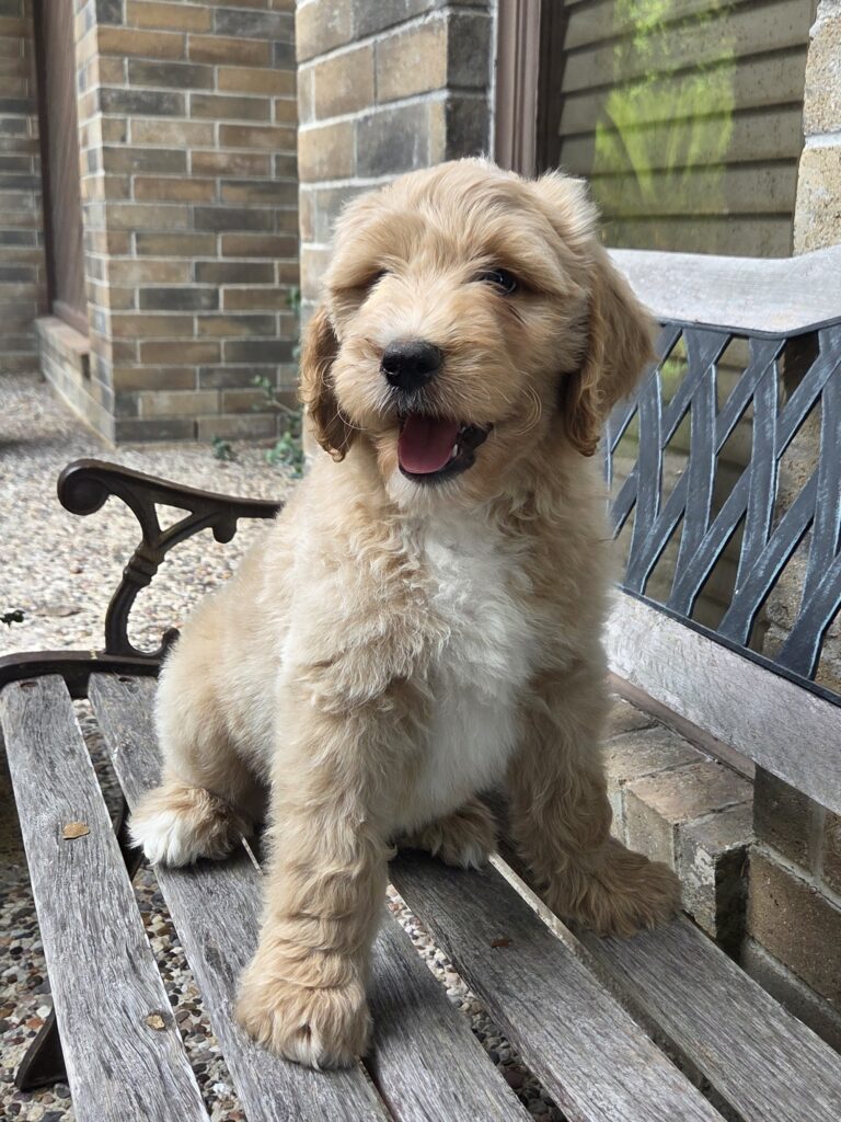 Bluey - Goldendoodle for sale Houston