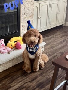 F1b goldendoodle at 1 year old