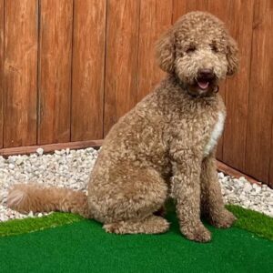 curly red F1b goldendoodle in Houston