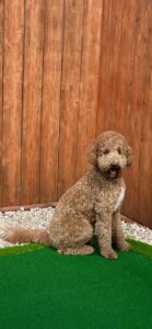 goldendoodle in Houston