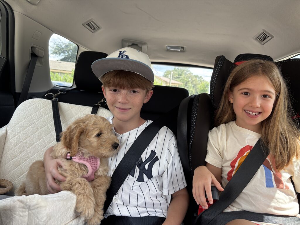 Lily the Goldendoodle - early days with a goldendoodle puppy