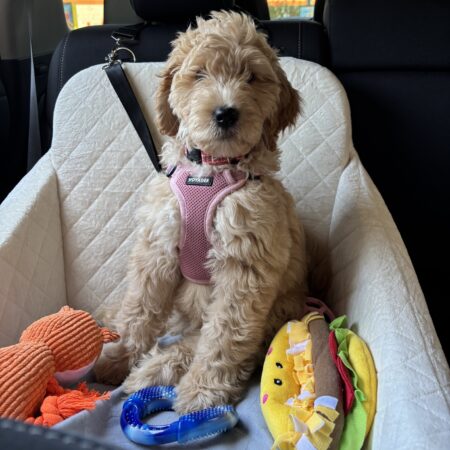 Early Days with a Goldendoodle Puppy – Part 1