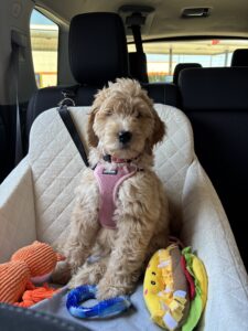 Lily, a goldendoodle puppy, in a car seat