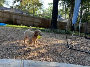 New goldendoodle puppy in town