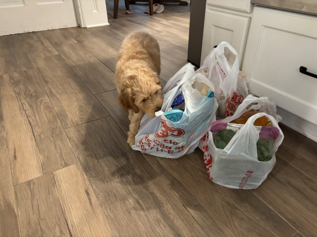 early days with a goldendoodle puppy