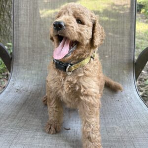 Izzy - female goldendoodle puppy for sale