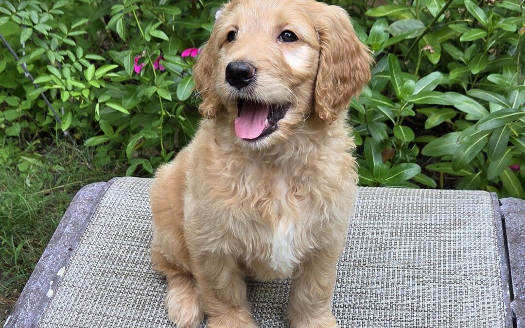 Tallulah