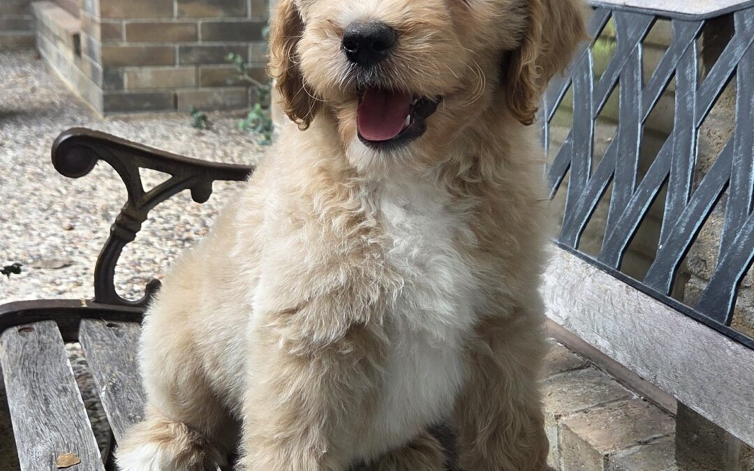 Bluey
