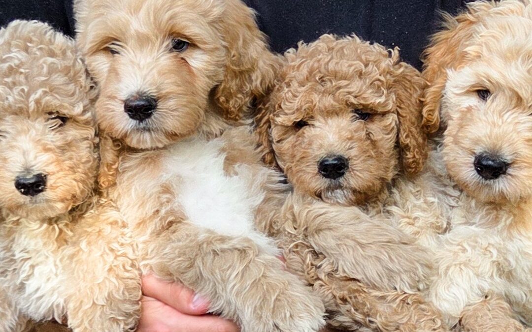 Goldendoodle Puppies For Sale Now