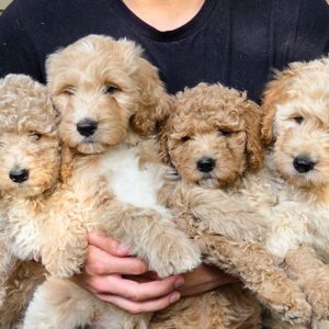 oodles of goldendoodles