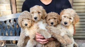 Goldendoodle puppies for sale