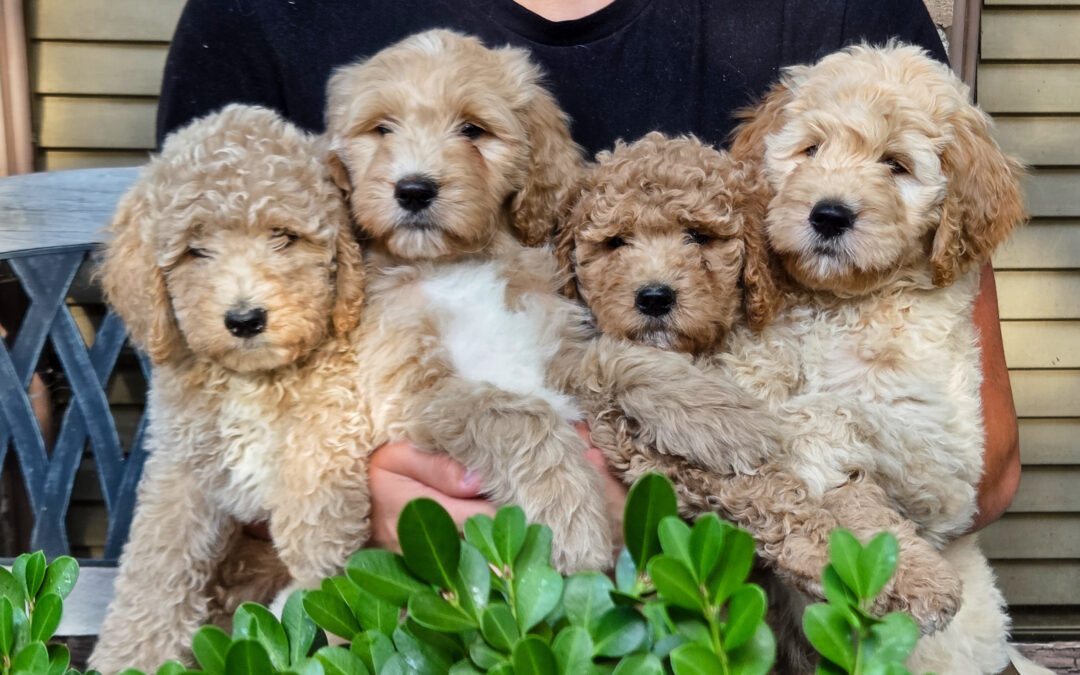 Ivy’s Goldendoodle puppies coming soon