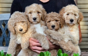 Goldendoodle puppies for sale