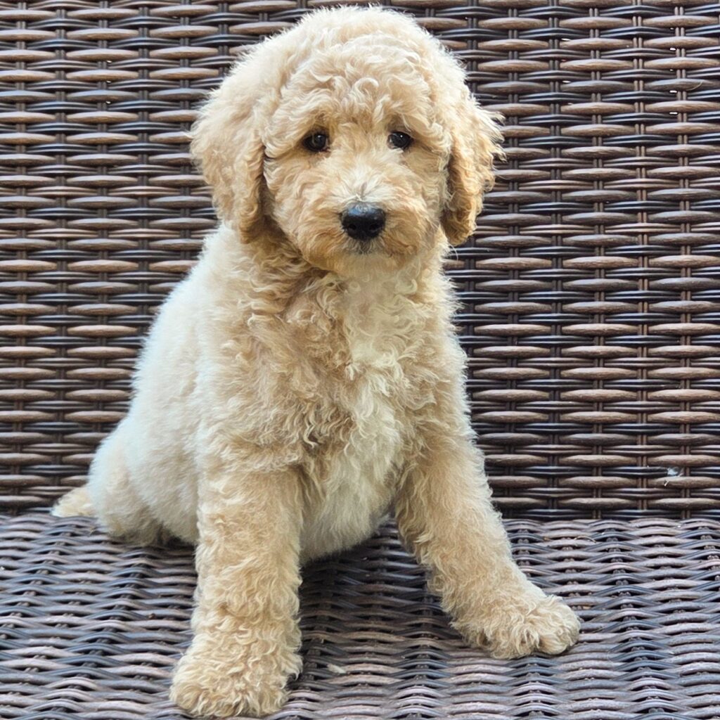 Piko - curly male goldendoodle pup