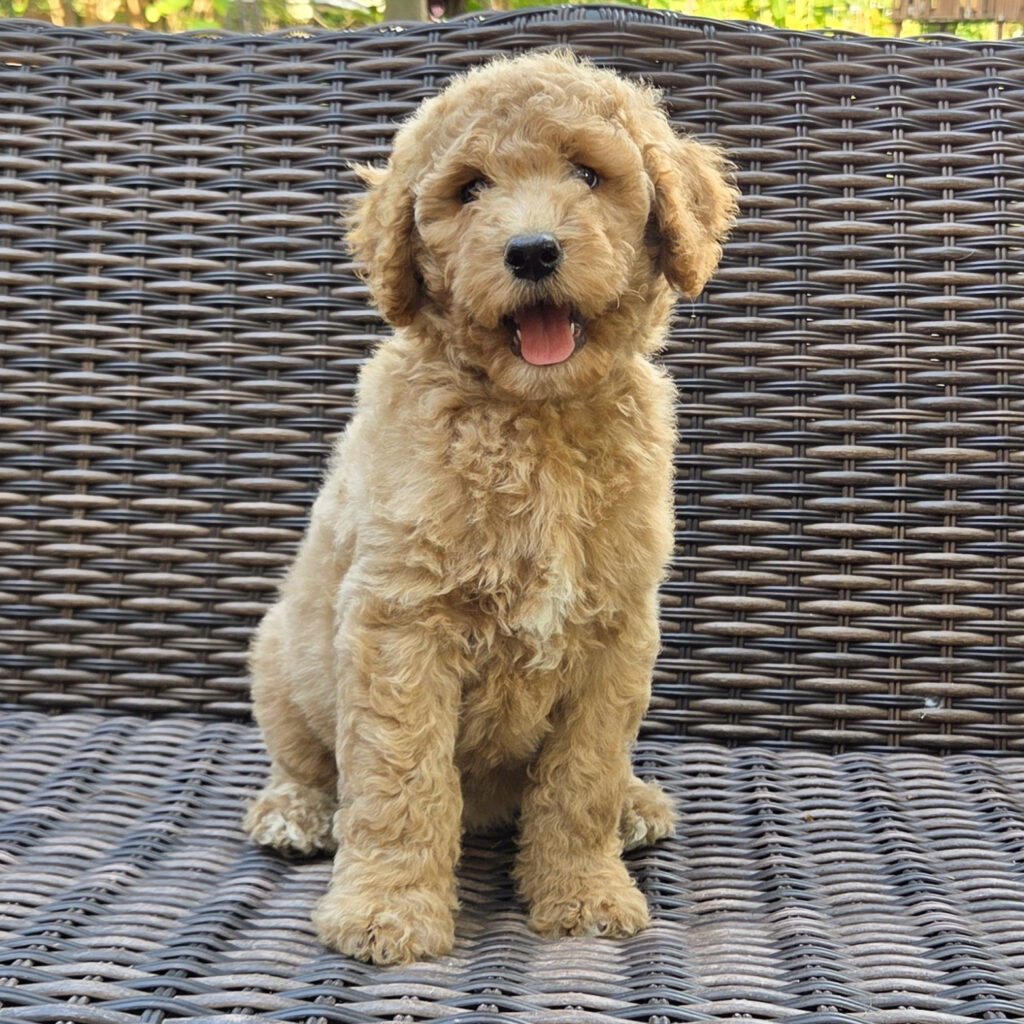 Dory - female goldendoodle puppy for sale