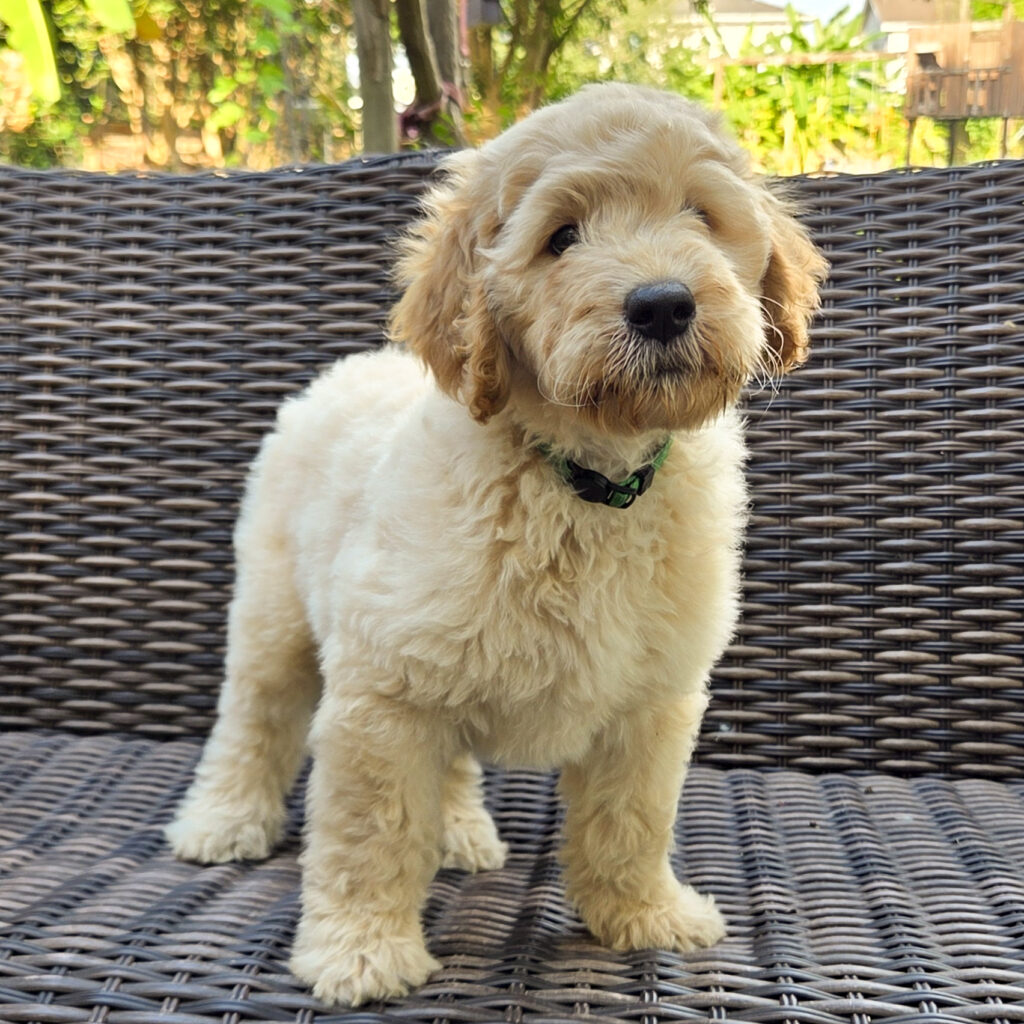 Nemo - male goldendoodle puppy Houston, TX