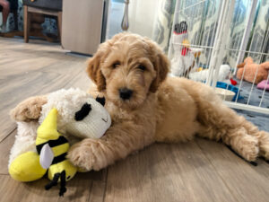 goldendoodle puppy Houston TX