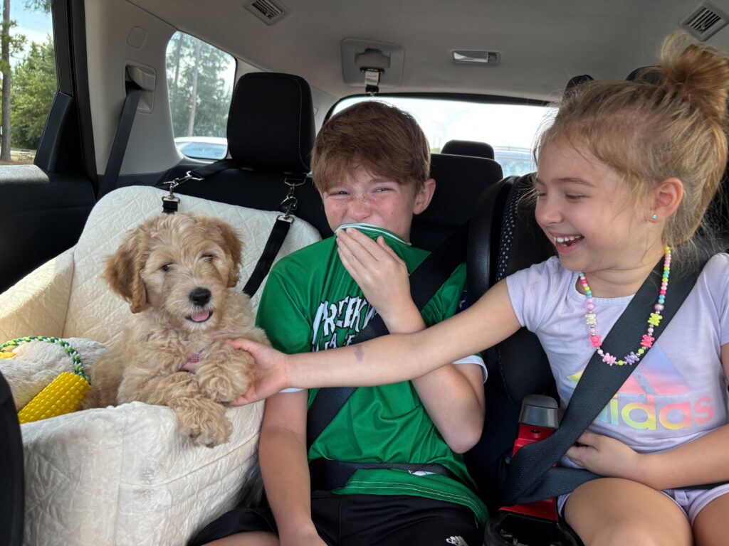 Another Rainfield goldendoodle finds her very own family!