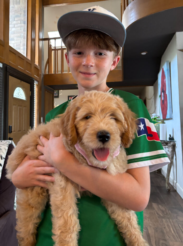 Lily, our latest Rainfield Goldendoodle ambassador