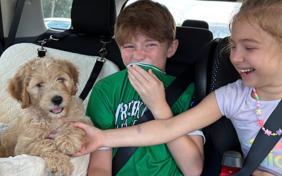 Rainfield Goldendoodle Families!