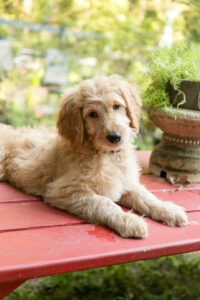 Honey - goldendoodle puppy for sale