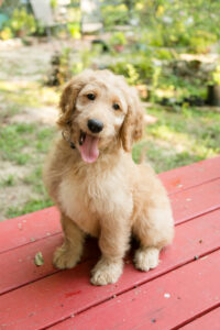 Honey - blond goldendoodle puppy Houston
