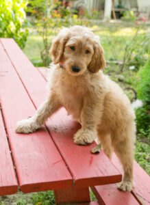 Honey - goldendoodle puppy