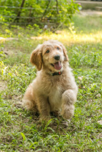 Our golden girl - Honey, goldendoodle puppy