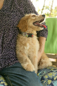 goldendoodle puppy Conroe