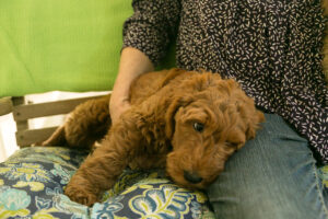 Winnie - Red Goldendoodle female