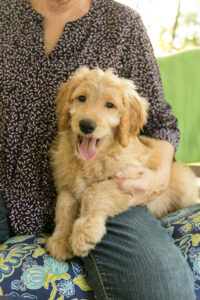 Honey - Shaggy goldendoodle pup - North of The Woodlands