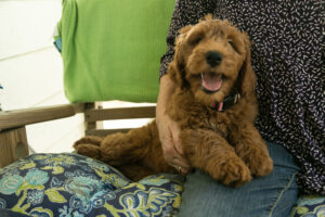 Winnie the cuddle-bug - red goldendoodle pup