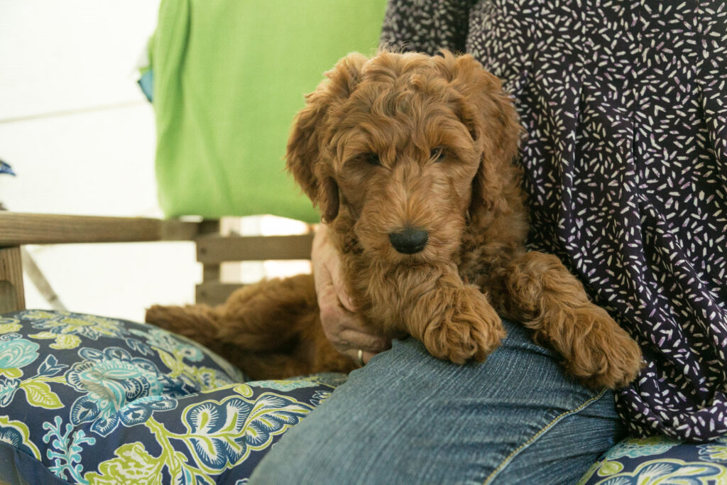Winnie - beautiful red goldendoodle