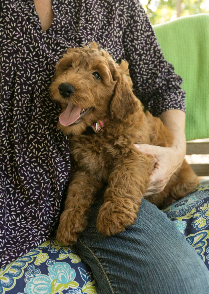 Winnie - red goldendoodle in Houston