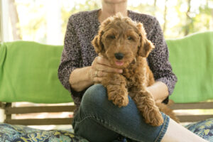 Winnie - red goldendoodle puppy for sale